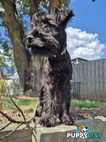 Miniature Schnauzer pup purebred (male)