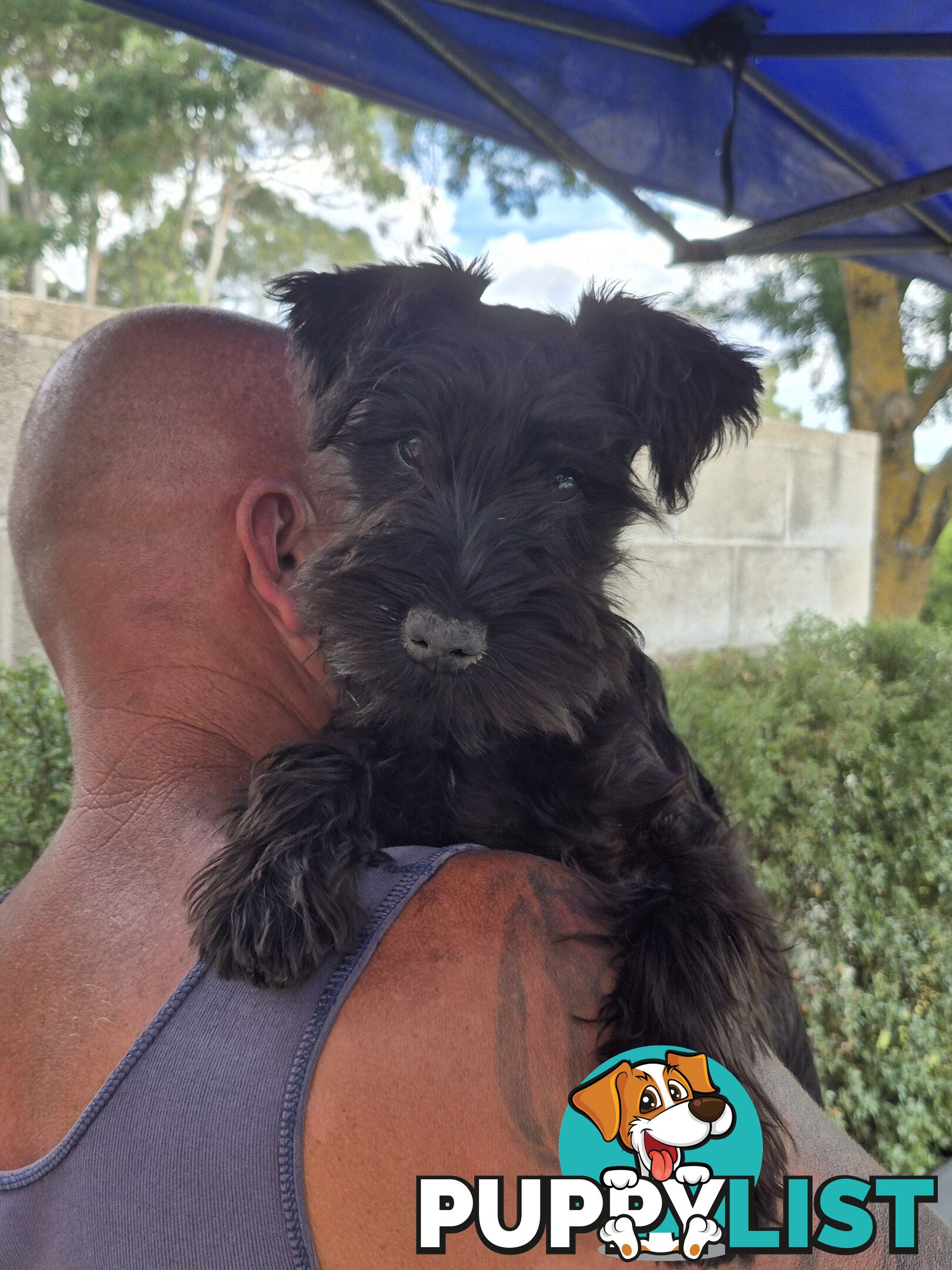 Miniature Schnauzer pup purebred (male)