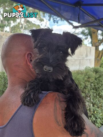 Miniature Schnauzer pup purebred (male)