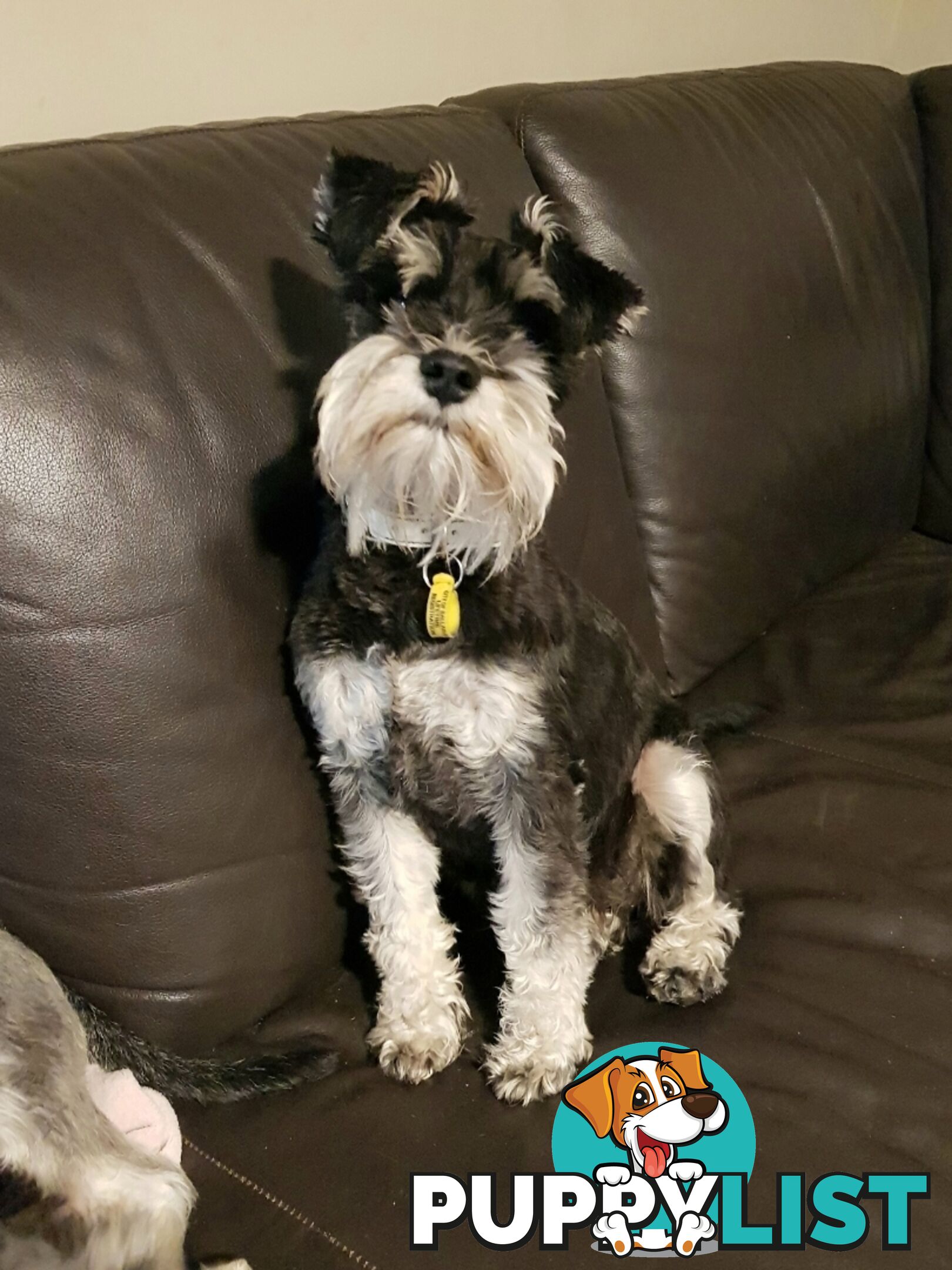 Miniature Schnauzer pup purebred (male)