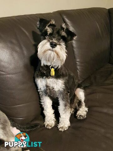 Miniature Schnauzer pup purebred (male)