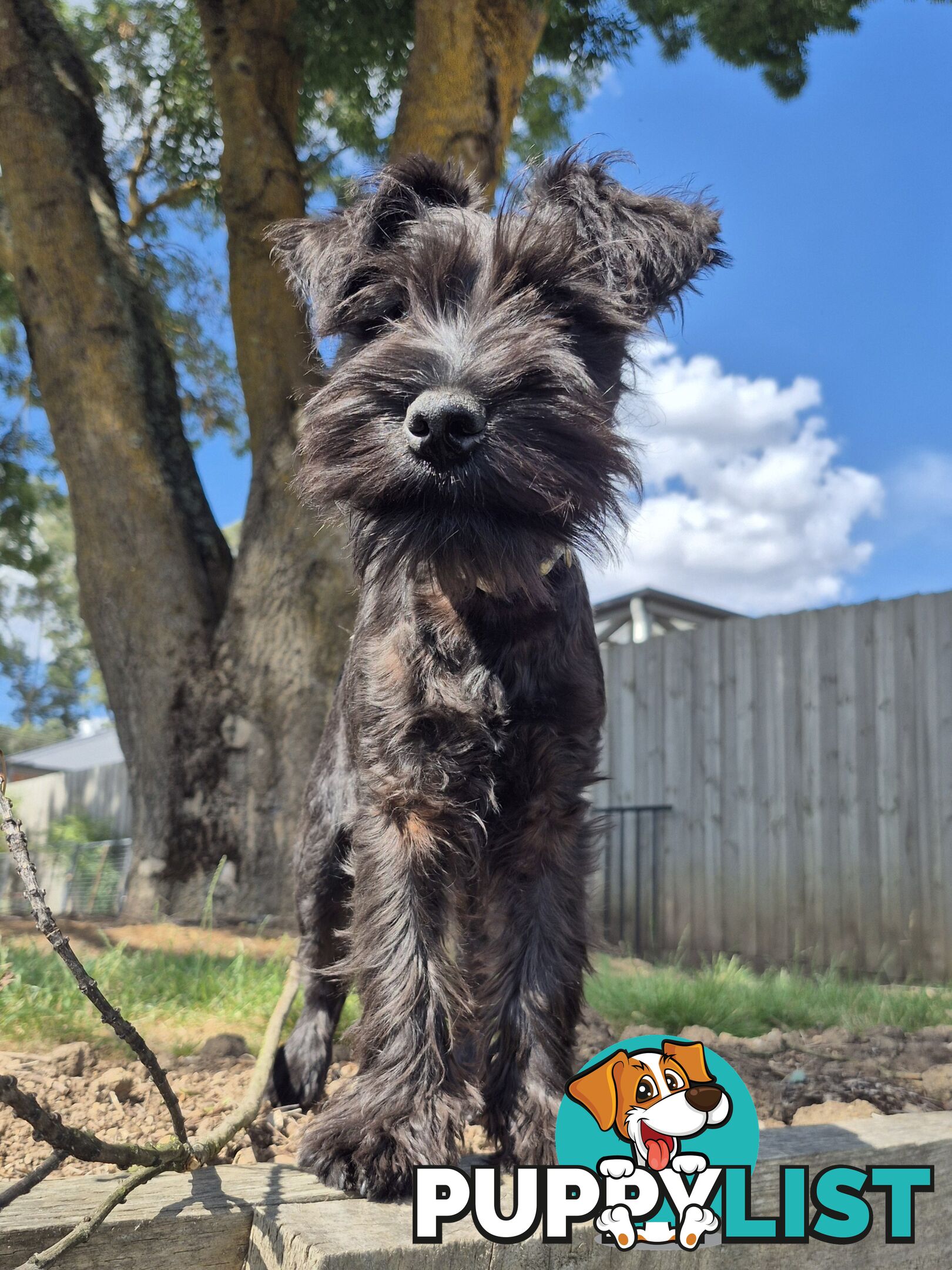 Miniature Schnauzer pup purebred (male)