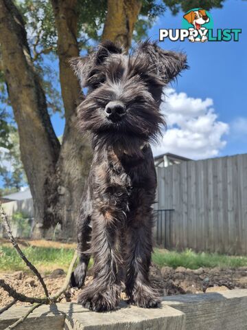 Miniature Schnauzer pup purebred (male)