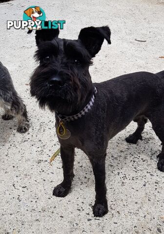 Miniature Schnauzer pup purebred (male)