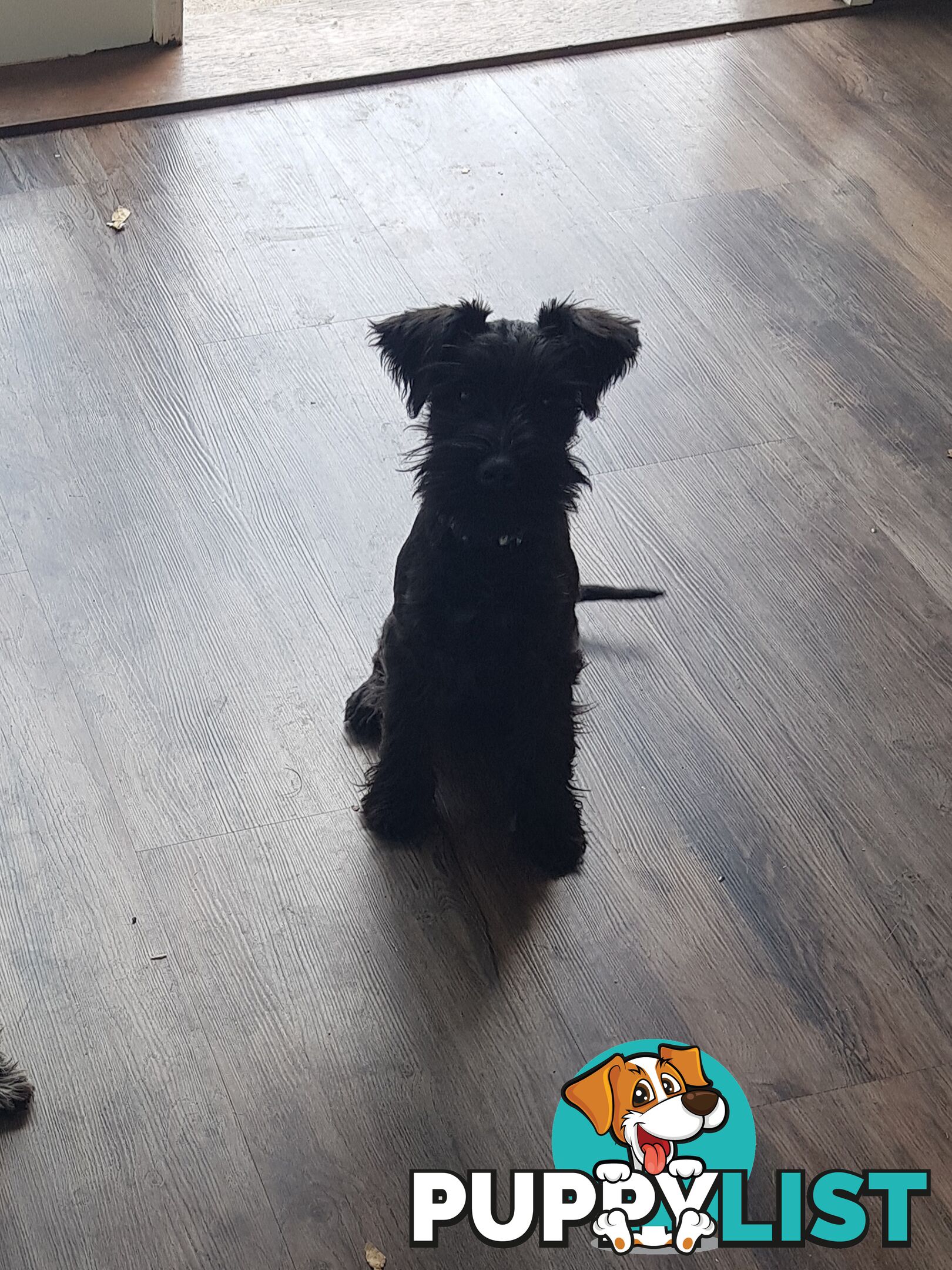 Miniature Schnauzer pup purebred (male)