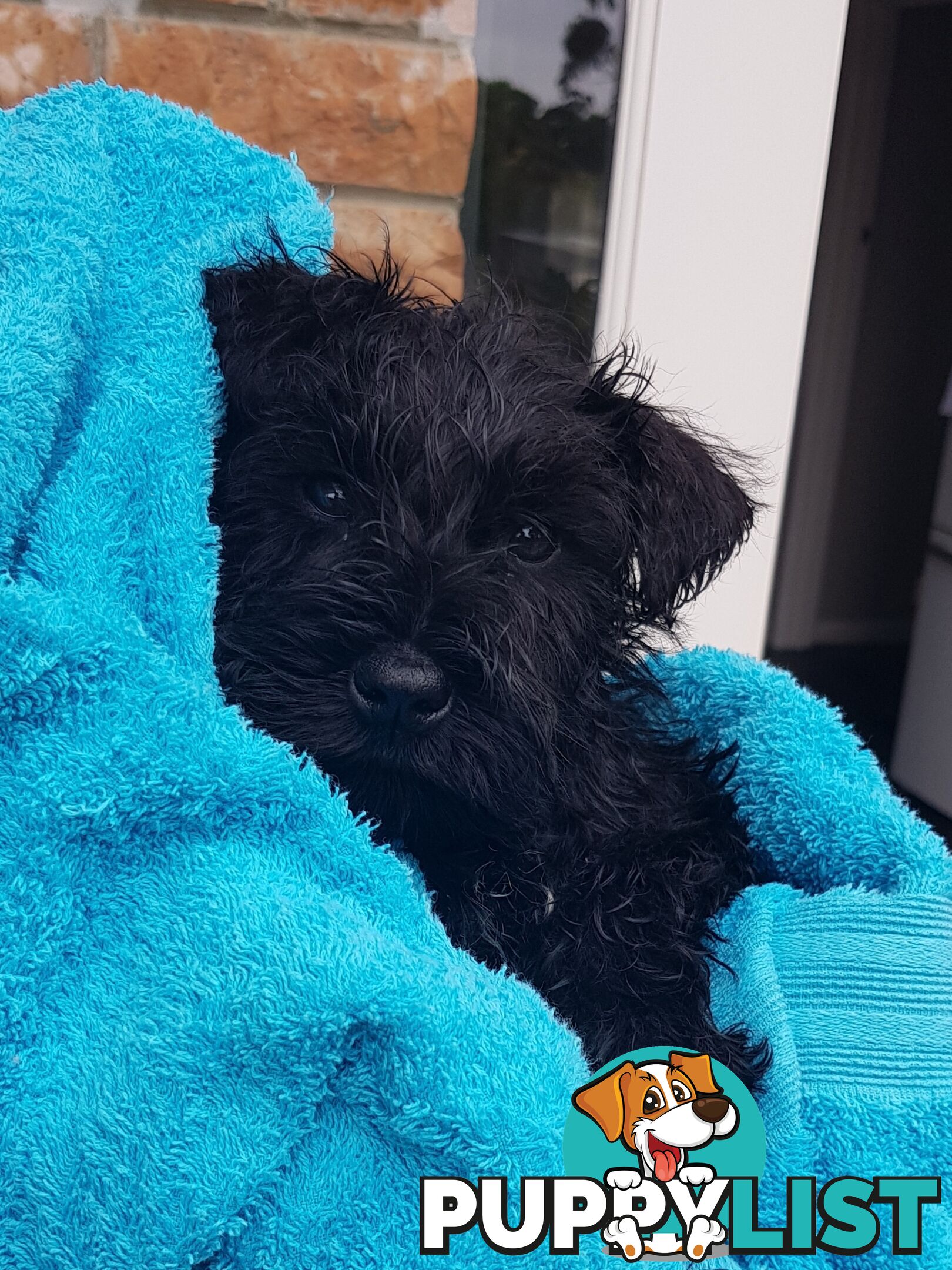 Miniature Schnauzer pup purebred (male)