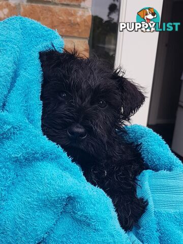 Miniature Schnauzer pup purebred (male)