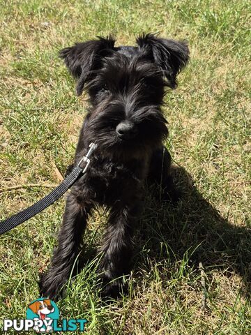 Miniature Schnauzer pup purebred (male)