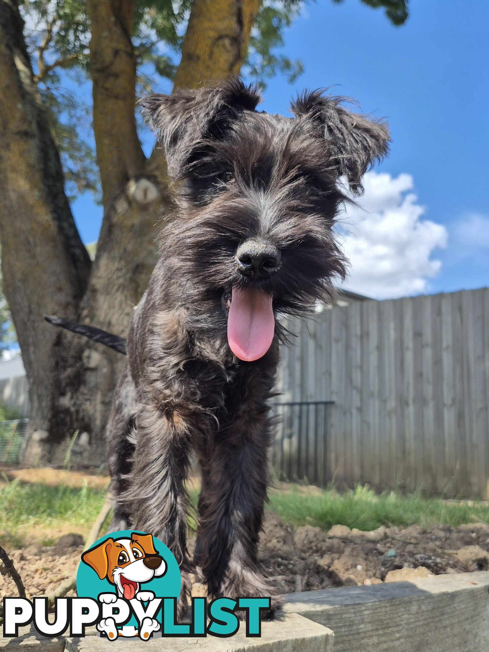 Miniature Schnauzer pup purebred (male)