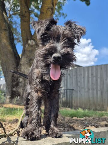 Miniature Schnauzer pup purebred (male)