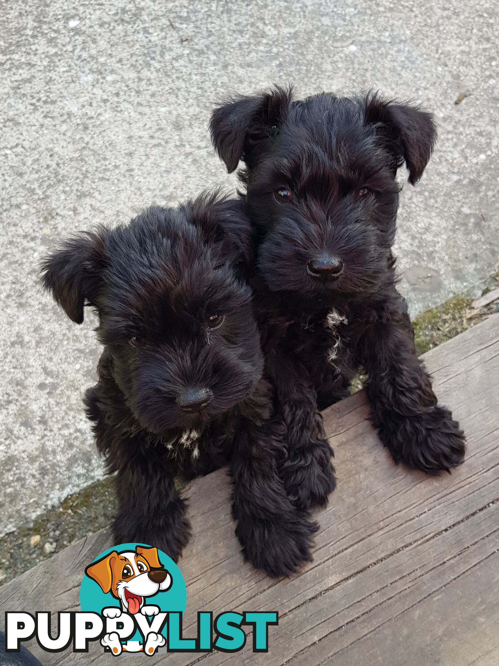 Miniature Schnauzer pup purebred (male)