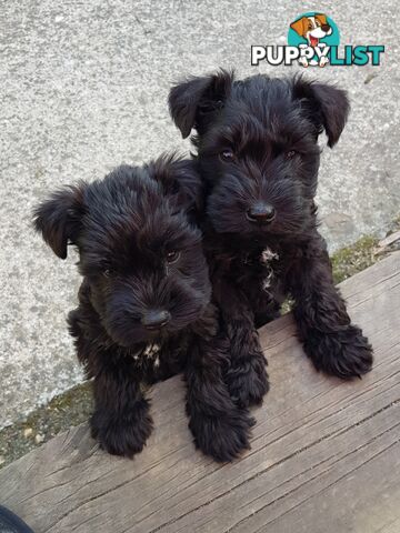 Miniature Schnauzer pup purebred (male)