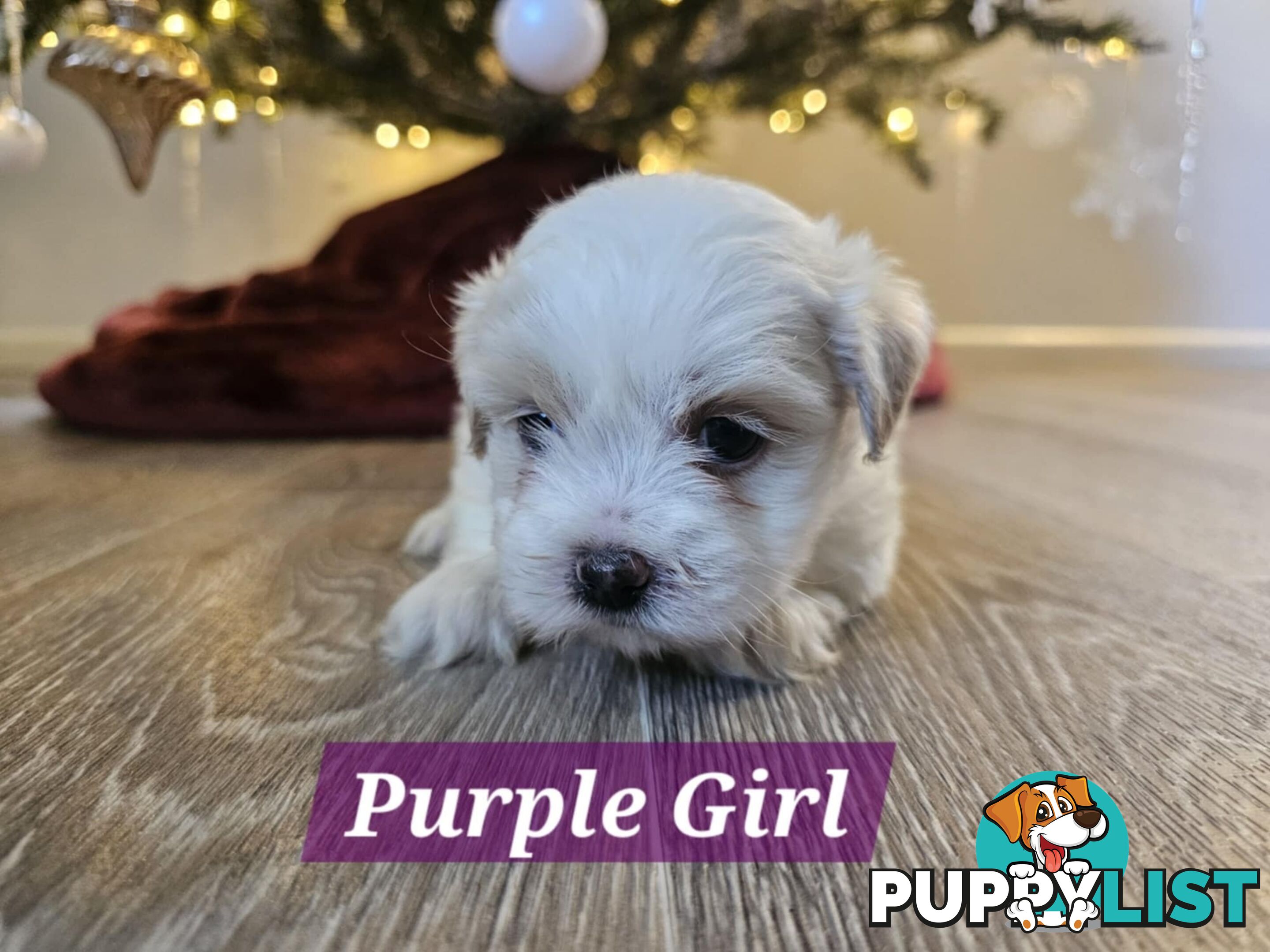 Maltese Shih Tzu Puppies