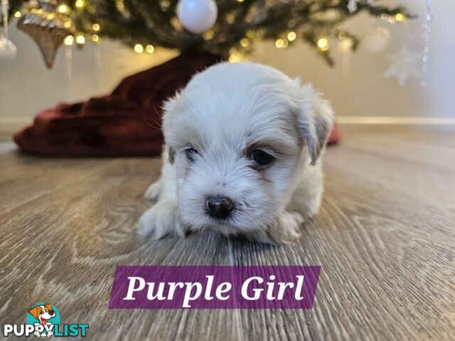 Maltese Shih Tzu Puppies