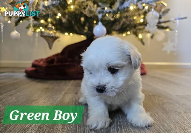 Maltese Shih Tzu Puppies