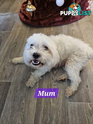 Maltese Shih Tzu Puppies