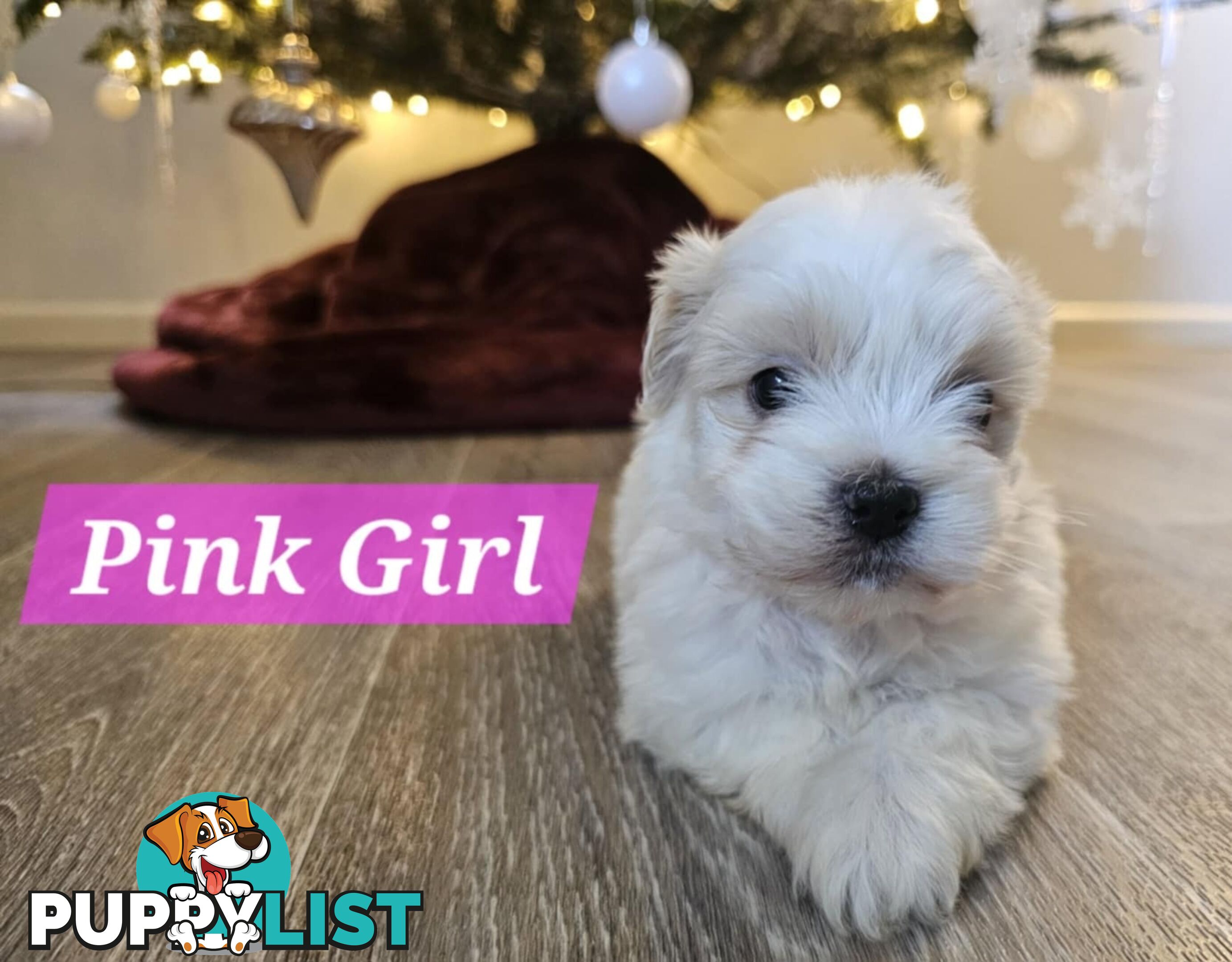 Maltese Shih Tzu Puppies