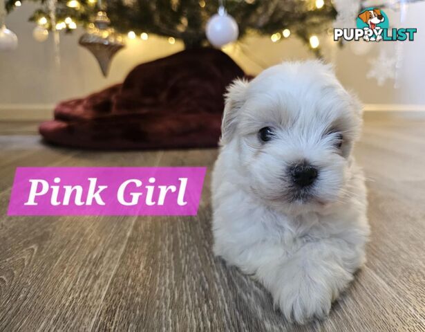 Maltese Shih Tzu Puppies