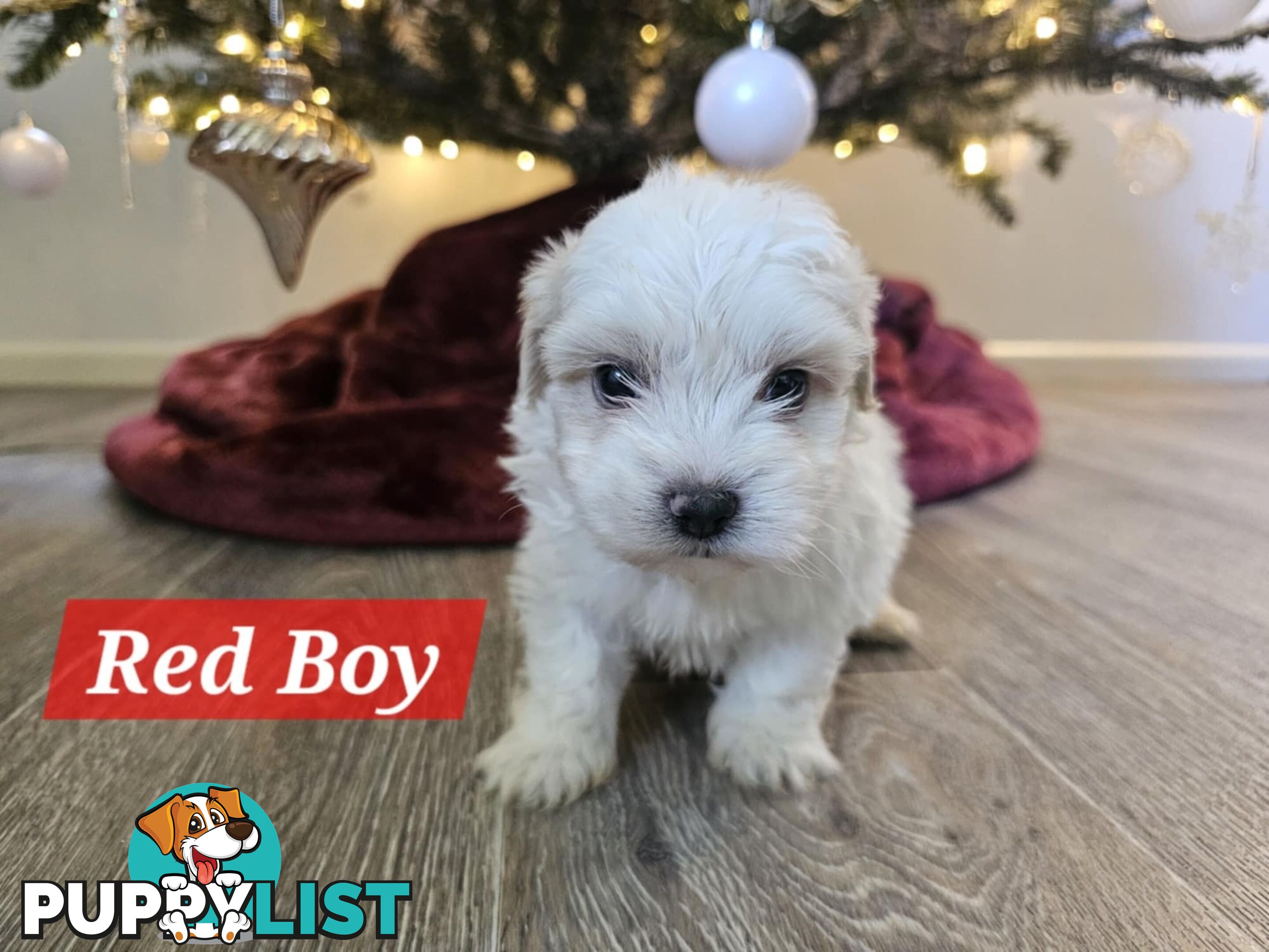 Maltese Shih Tzu Puppies