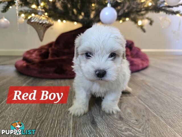 Maltese Shih Tzu Puppies