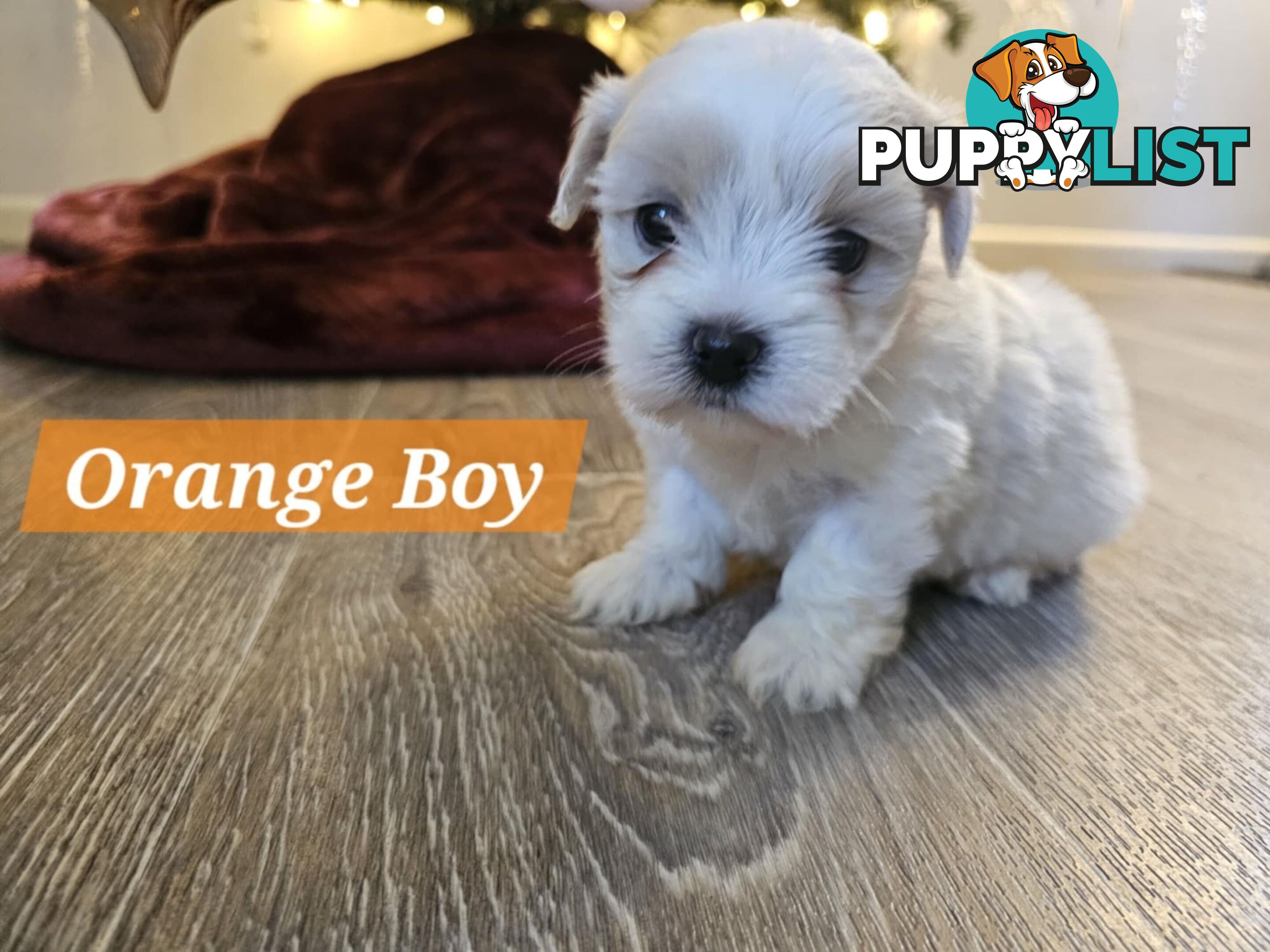 Maltese Shih Tzu Puppies