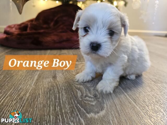 Maltese Shih Tzu Puppies