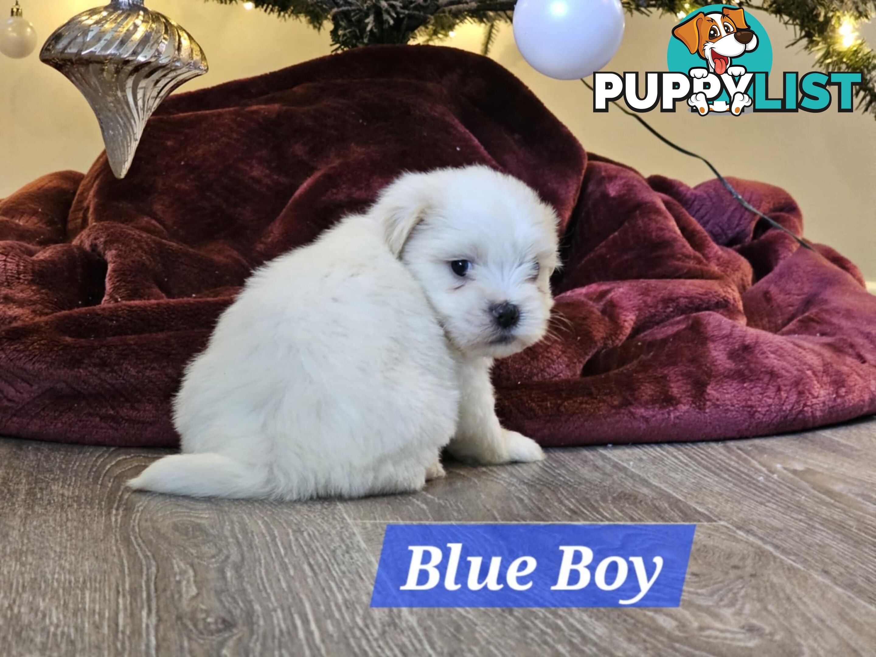 Maltese Shih Tzu Puppies