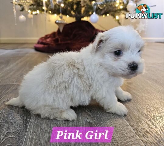 Maltese Shih Tzu Puppies