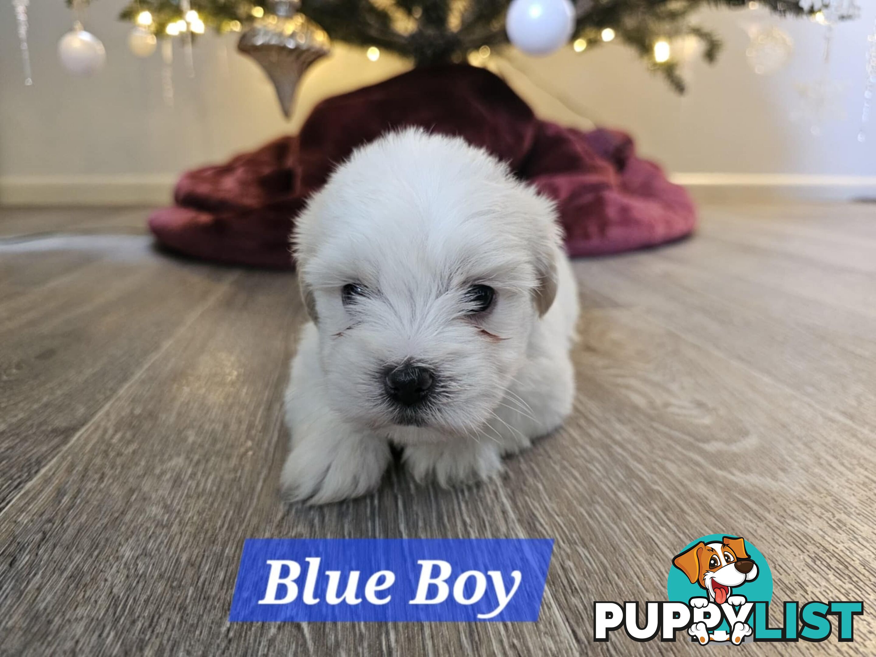 Maltese Shih Tzu Puppies