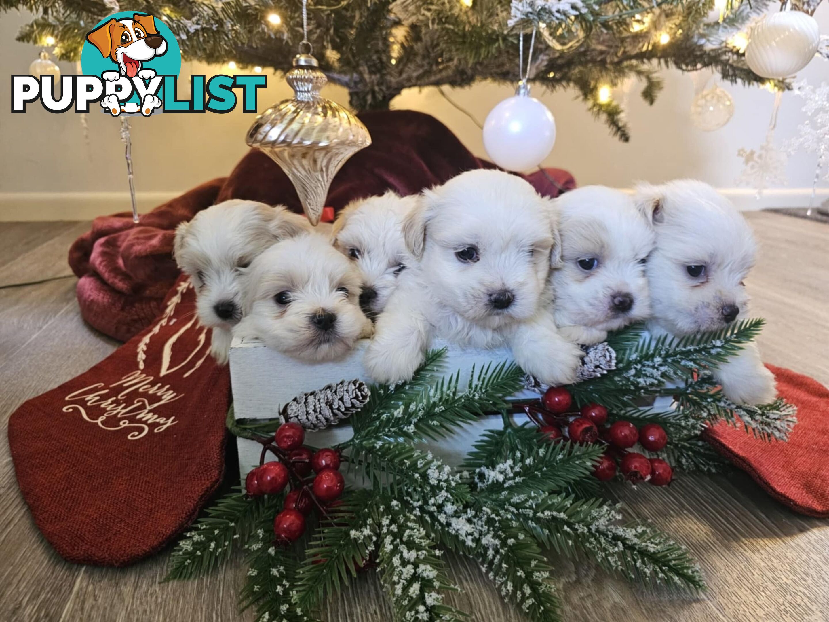 Maltese Shih Tzu Puppies