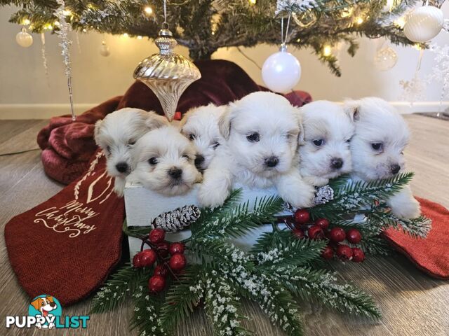 Maltese Shih Tzu Puppies