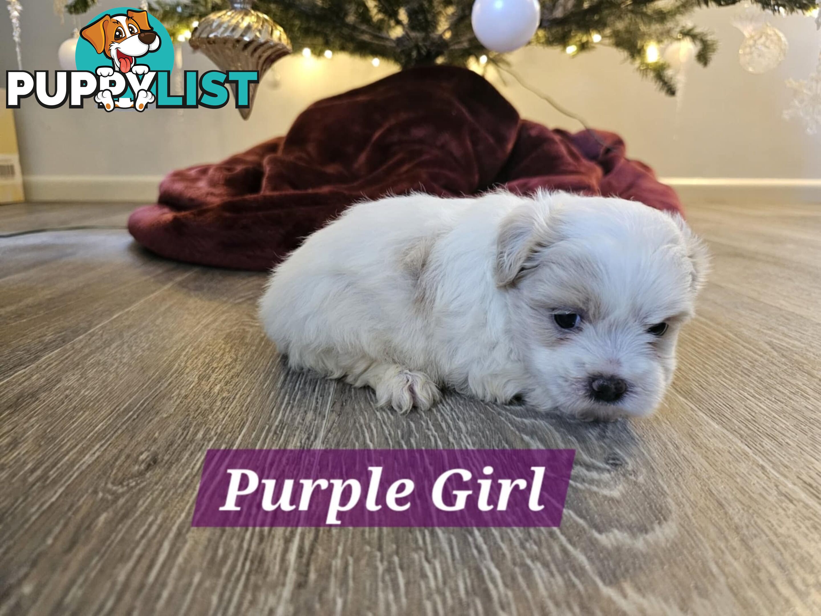 Maltese Shih Tzu Puppies