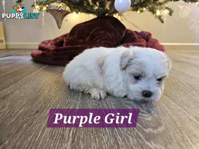 Maltese Shih Tzu Puppies