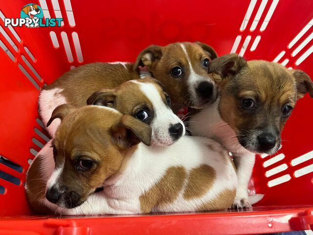 Purebred jack russell pups for sale