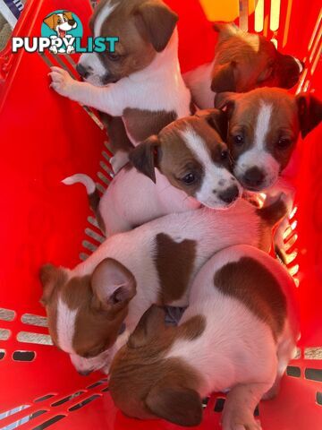 Purebred jack russell pups for sale
