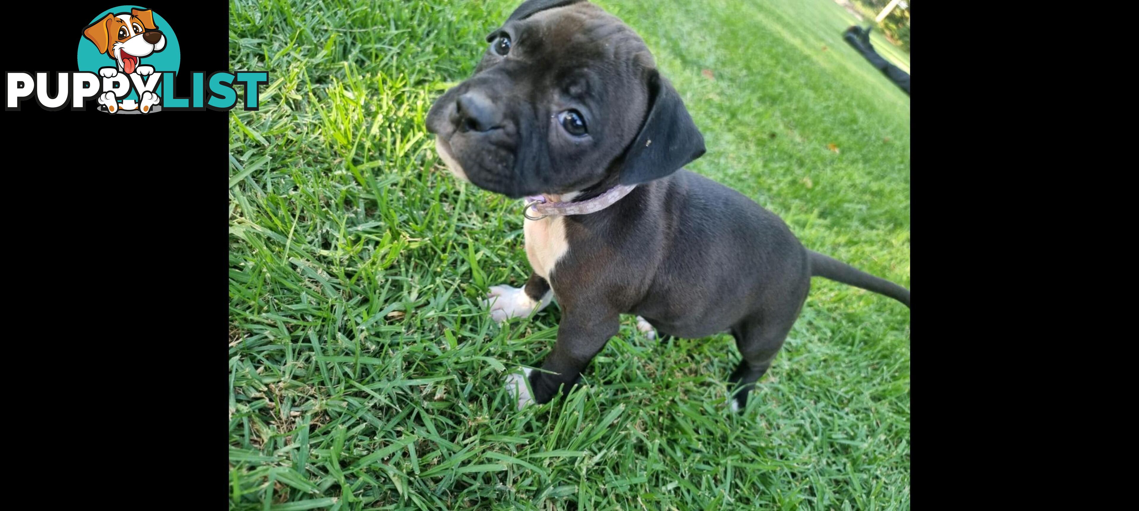 American Staffordshire Terrier Boxer Puppies For Sale