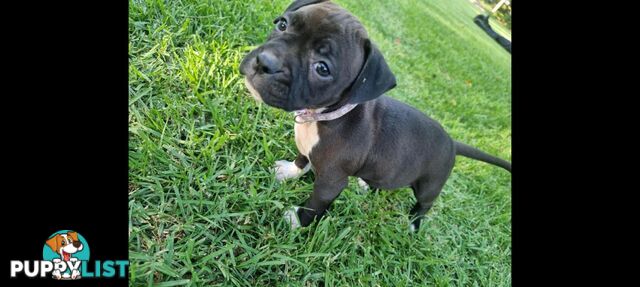 American Staffordshire Terrier Boxer Puppies For Sale