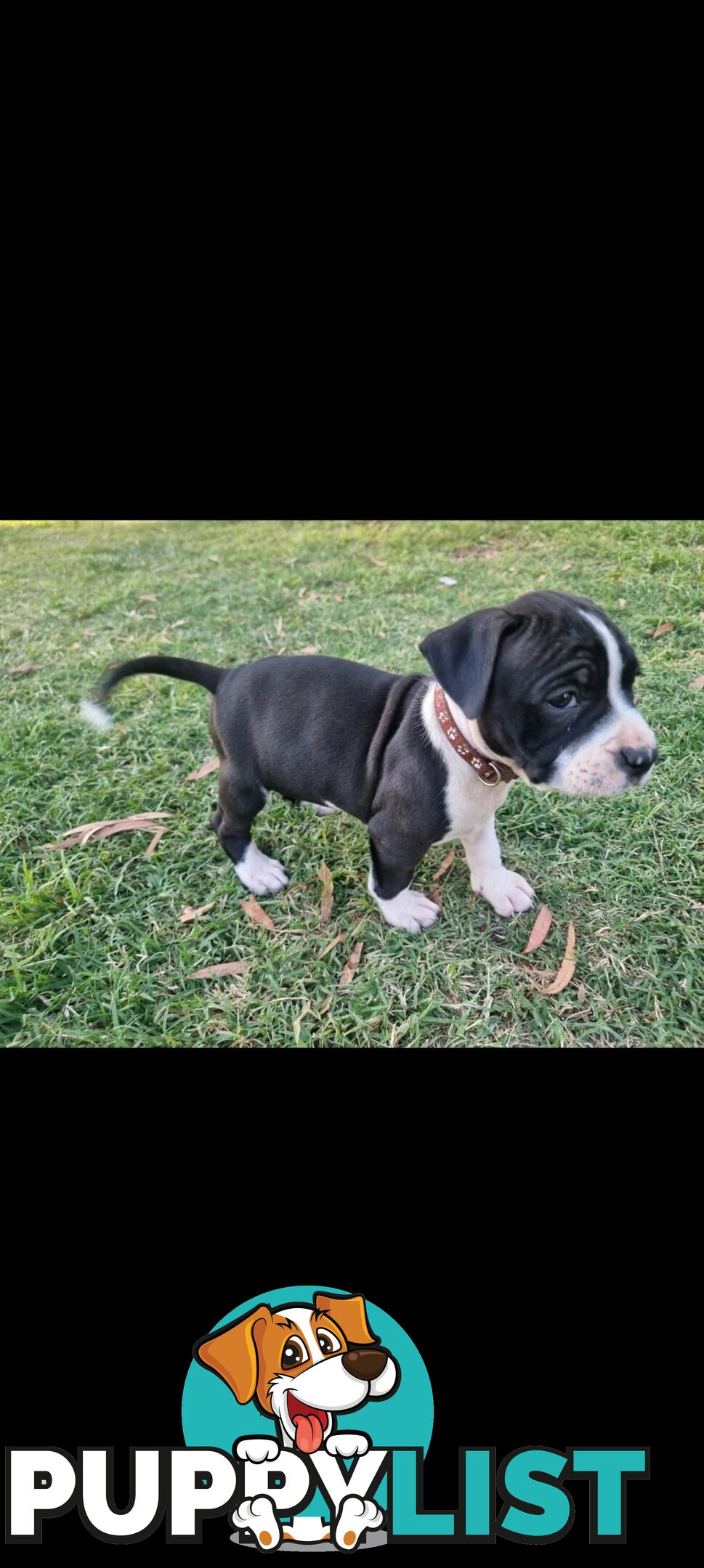 American Staffordshire Terrier Boxer Puppies For Sale