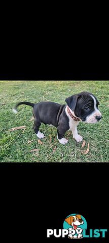 American Staffordshire Terrier Boxer Puppies For Sale