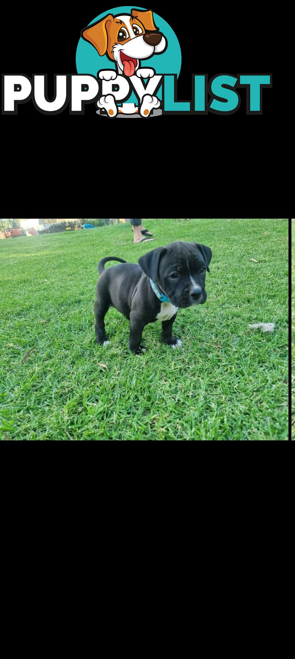 American Staffordshire Terrier Boxer Puppies For Sale