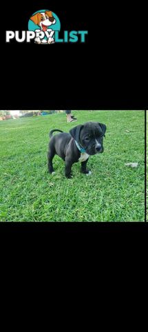 American Staffordshire Terrier Boxer Puppies For Sale