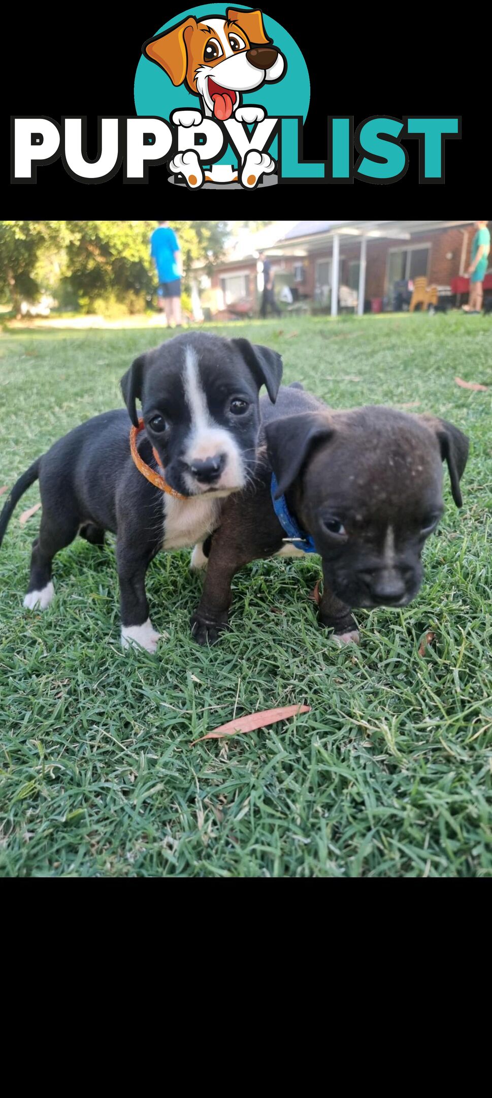 American Staffordshire Terrier Boxer Puppies For Sale