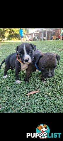 American Staffordshire Terrier Boxer Puppies For Sale