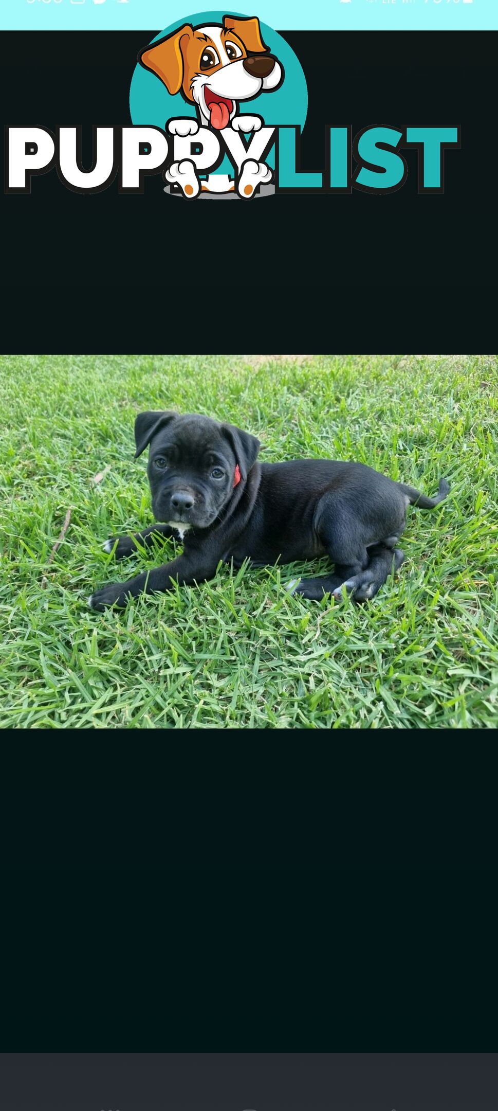 American Staffordshire Terrier Boxer Puppies For Sale