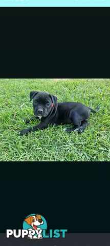 American Staffordshire Terrier Boxer Puppies For Sale