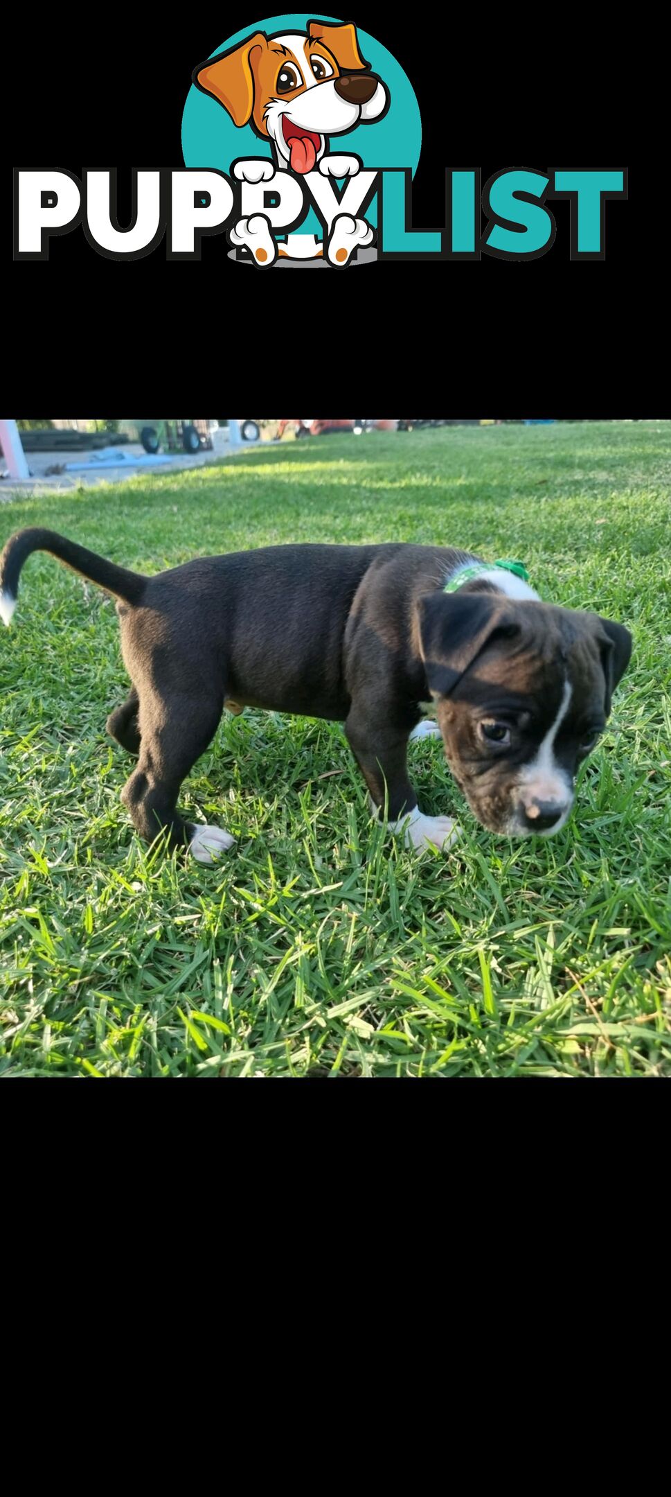 American Staffordshire Terrier Boxer Puppies For Sale