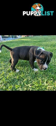 American Staffordshire Terrier Boxer Puppies For Sale