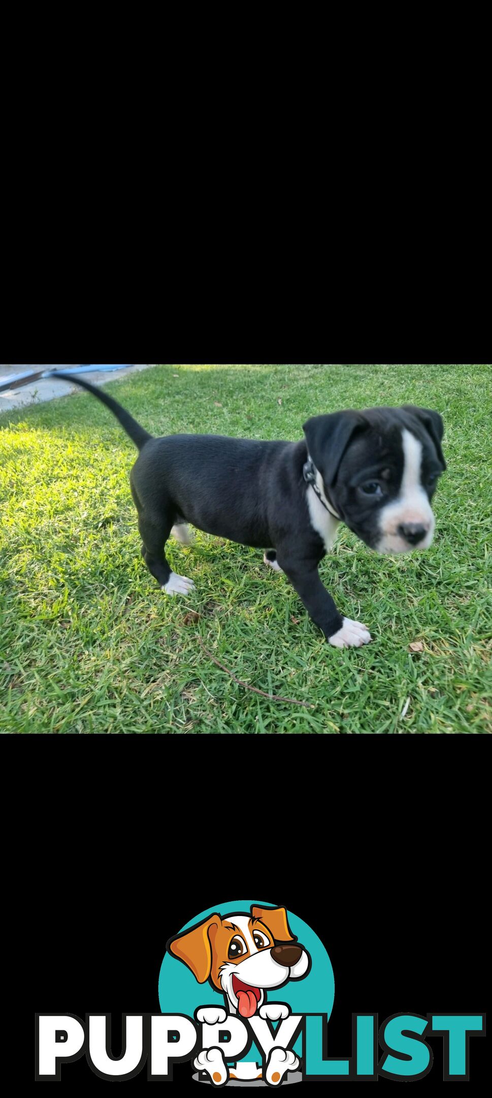 American Staffordshire Terrier Boxer Puppies For Sale