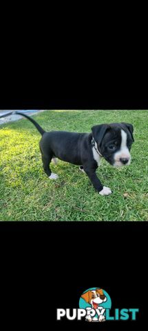 American Staffordshire Terrier Boxer Puppies For Sale