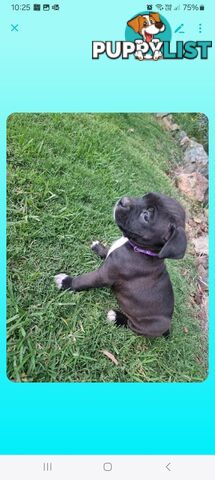 American Staffordshire Terrier Boxer Puppies For Sale